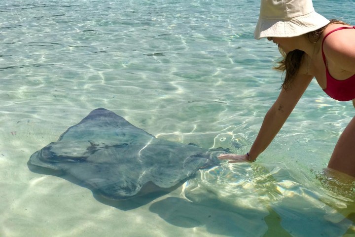 Person in hat touching a stingray in shallow, clear water.