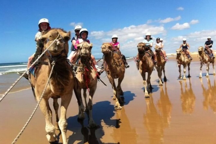 Group of people riding camels on a sunny beach, with blue sky and ocean in the background.