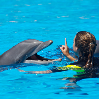 Person in water signaling a dolphin in a pool.