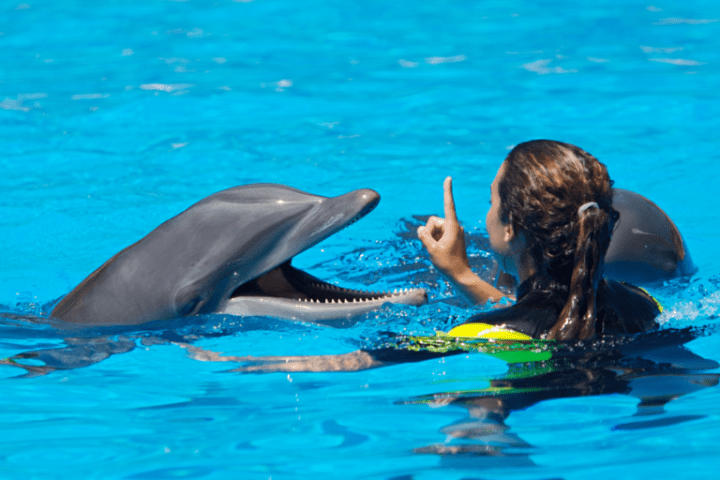 Person in water signaling a dolphin in a pool.