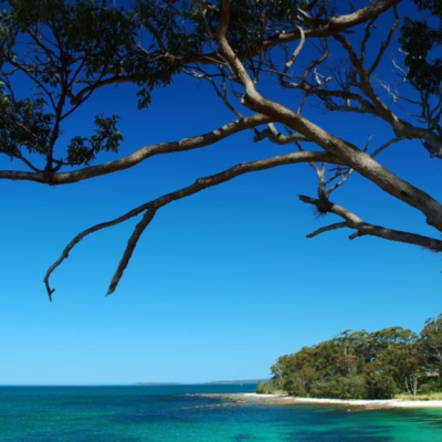 Tree overhanging a turquoise sea with a clear blue sky.