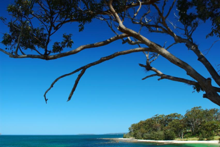 Tree overhanging a turquoise sea with a clear blue sky.